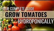 How to Easily Grow Tomatoes in Hydroponics
