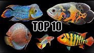 Top 10 Favorite South Americans Cichlids