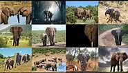 Elephant HD Photos | Elephant HD Images | 40 plus HD Best Photos