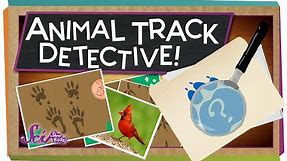Animal Track Detective! | Science for Kids
