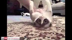 Epic Funny Cats / Cute Cats Compilation - 60 minutes!! [HD][HQ]