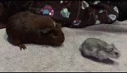 Guinea Pig Meets Hamster for The First Time