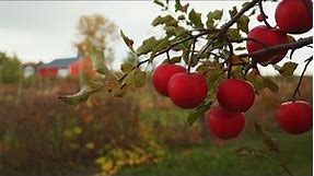 Eastman's Forgotten Ciders and Antique Apple Orchard