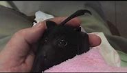 Baby bat's first taste of fruit: this is Asha