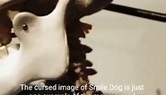 The Terrifying Legend of Smile Dog Short