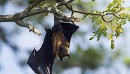 Fruit Bats as Pets: Guidelines and Tips - Is It Legal to Have Fruit Bats as Pets?