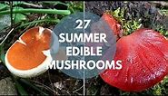 Wild Mushrooms You Can Eat: Summer Edition