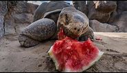 360 VR Galapagos Tortoises Attacking Watermelons