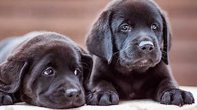 Black Lab Names - 100's of Awesome Ideas For Your Labrador Puppy