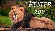 Chester Zoo March 2022 Animal Footage