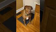 Dog's Hilarious Expression Makes Her Always Looks Surprised