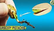 FREE PISTACHIO TREE from grocery Pista Sprout