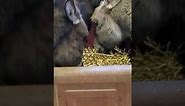 Donkey Eating Out Of A Slow Feeder