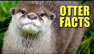 North American River Otter Facts: the NORTHERN OTTER 🦦