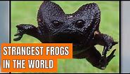 Discover The Strangest Frogs In The World