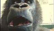 gorilla eat apple