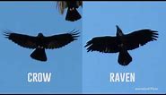 UVM 101: Crow or Raven?