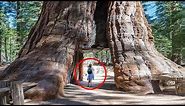 Top 5 Tallest Trees Ever Found