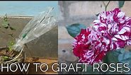 How to graft roses