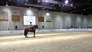Andalusian Dancing Horse