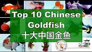 Top 10 Chinese Goldfish 中国十大金鱼 👉
