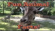 Fun Animal Facts for Kids
