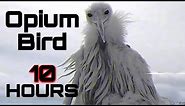 [10 HOURS] Opium Bird Meme from 2027 You Won't Understand | Luh Calm Fit
