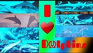 Pioneer and Premier Head Unit Wallpapers Compilation! Dolphins! || Part 1