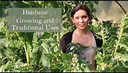 Traditional Uses of Henbane (Hyoscyamus niger)