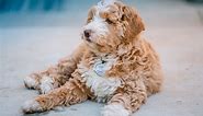 Everything You Should Know About Doodle Dogs