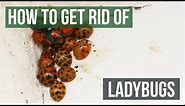 How to Get Rid of Ladybugs (4 Easy Steps)