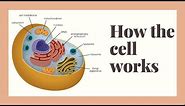 how does the human cell work?