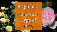 Types of Roses: Beginners Guide to Rose Varieties
