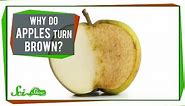 Why Do Apples Turn Brown?