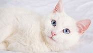 White Cats With Blue Eyes: What’s So Special About Them?