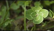 How Science Can Help You Find a 4-Leaf Clover - Instant Egghead #64