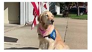 Did you know…The first official U.S.... - Katie Comfort Dog