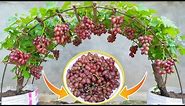 The method of growing grapes at home is easy and the fruit is harvested all year round
