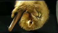 BatWorldSanctuary-Red Bats Grooming.mpg