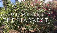 Fuji Apples - The Harvest
