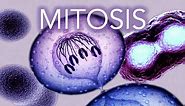 MITOSIS - MADE SUPER EASY - ANIMATION