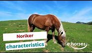 Noriker horse | characteristics, origin & disciplines