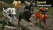 Dogs Running speed comparison | World fastest dog speed? | 4k