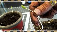 Turn Apple Seeds Into A Tree! How To Grow Apples From An Apple Seed