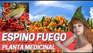 USOS MEDICINALES DEL ESPINO DE FUEGO, PIRACANTA, Plantas medicinales (Pyracantha coccinea)