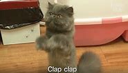 Funny Cat Claps Dem Fluffy Hands For Food | Kritter Klub