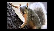 The Crazy Happy Birthday Squirrel! This guy is NUTZ! LOL