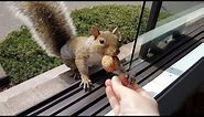 The adorable way squirrels say Thank You