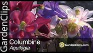 Columbine - Aquilegia species - How to grow Columbine flowers