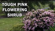 COSMIC PINK™ Raphiolepis is a compact tough shrub with pink flowers galore